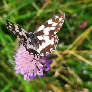 métamorphose déployer ailes
