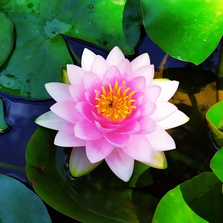 lotus nature